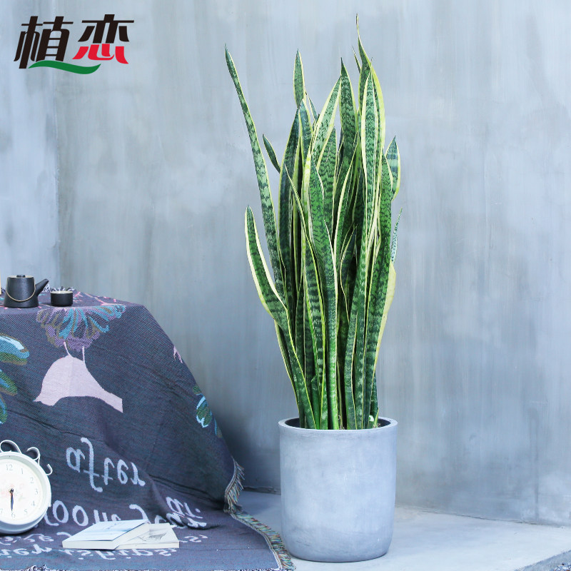 金边虎皮兰 虎尾兰绿植室内吸甲醛植物盆栽花卉 苏州上海同城速递