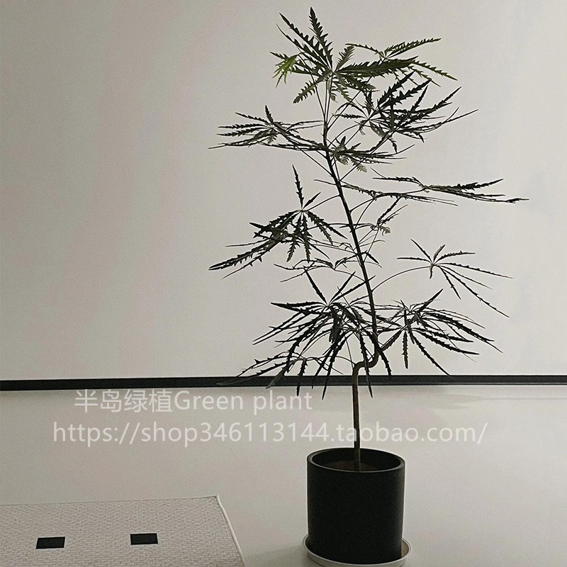 孔雀木绿植盆栽室内客厅办公室桌面植物小盆栽四季常青懒人好养活