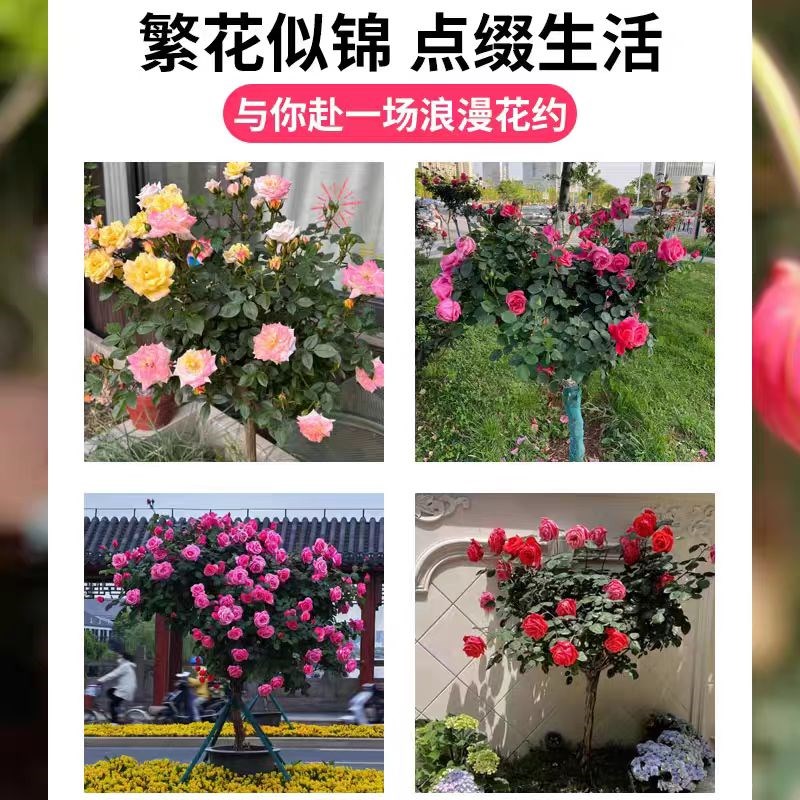 树桩月季花苗特大花浓香玫瑰老桩别墅庭院耐寒高档树状棒棒糖月季