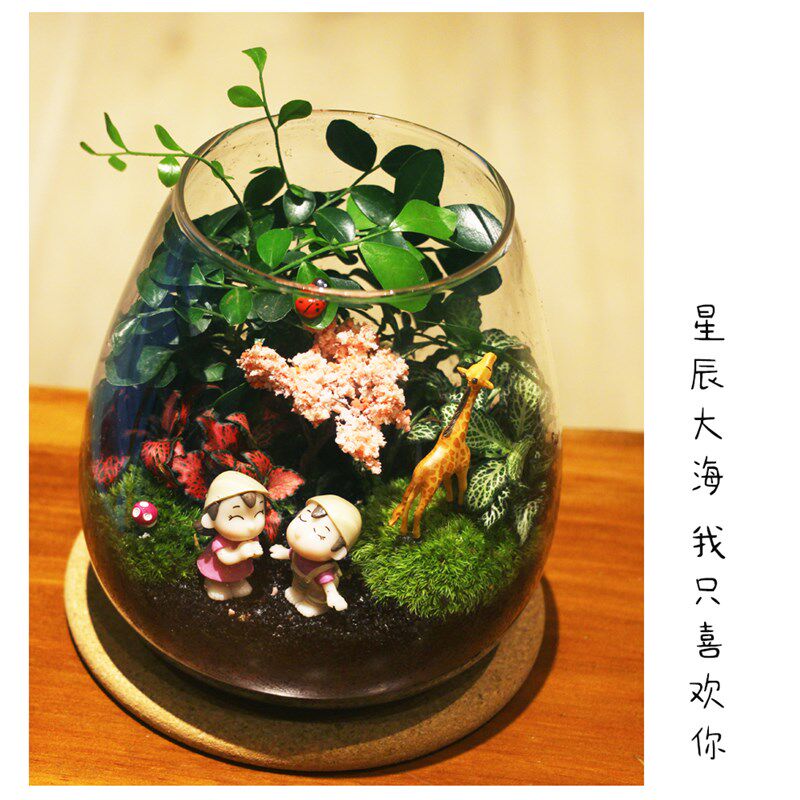 创意迷你植物苔藓微景观办公绿植 乔迁微盆景生态瓶圣诞节盆栽