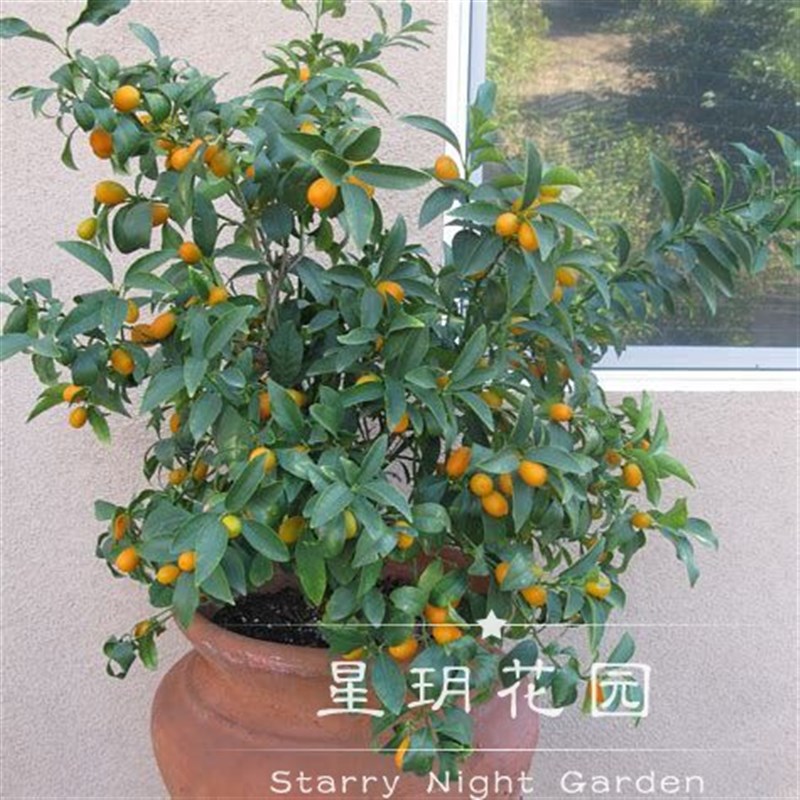 柠檬树四季结果脆皮金桔树苗阳台水果盆栽绿植别墅花园植物