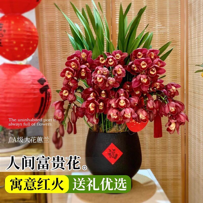 大花蕙兰带花苞盆栽年宵花兰花植物室内鲜花花卉客厅绿植耐寒惠兰