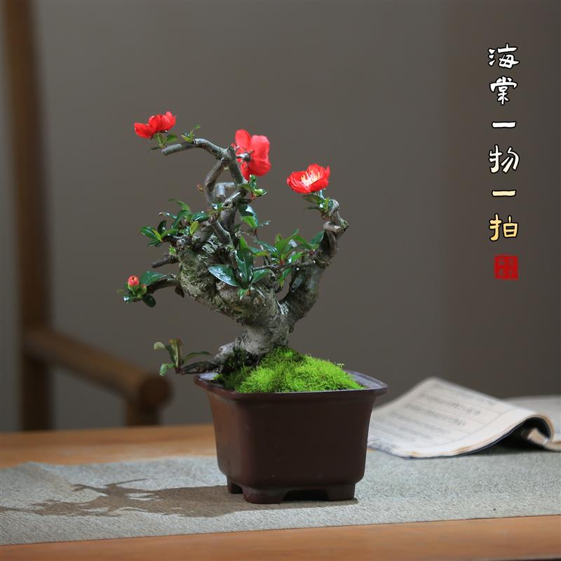 造型海棠花盆栽绿植室内茶室阳台庭院花卉一物一拍老桩植物盆景