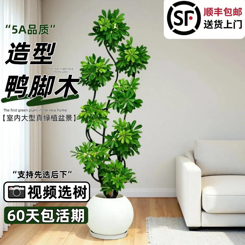 鸭脚木老桩造型盆栽办公室内客厅大盆栽真绿植落地鹅掌木净化空气