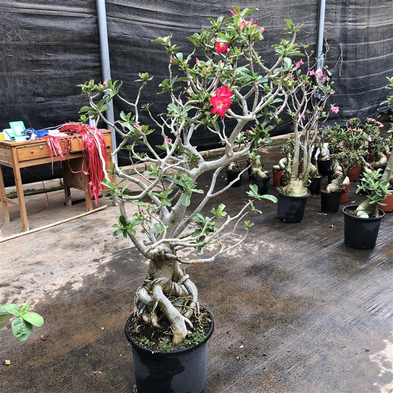 沙漠玫瑰花盆栽多肉植物老桩室内外网红绿植懒人耐旱四季好养