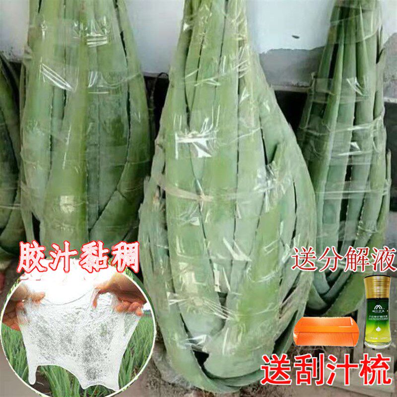 30斤大颗美容院库拉索芦荟美容专用芦荟灌肤补水芦荟盆栽洗浴洗头