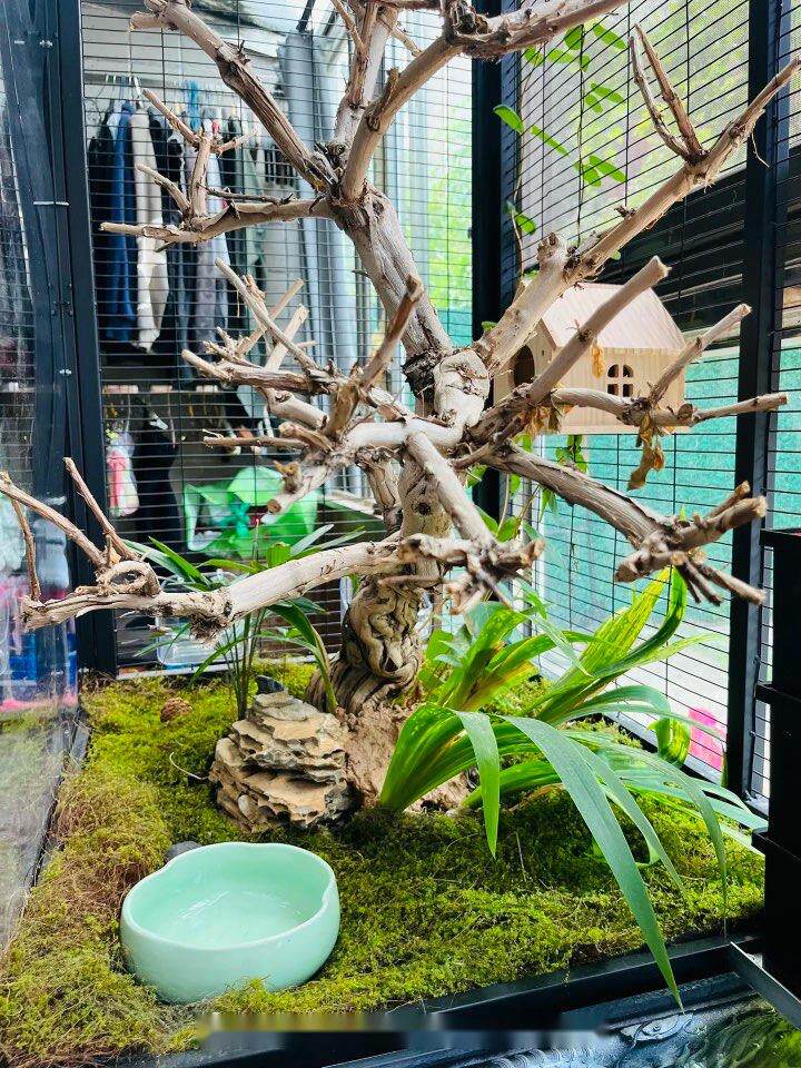 江小鱼虎皮牡丹文鸟鹦鹉鸟箱繁殖箱大型生态鸟笼