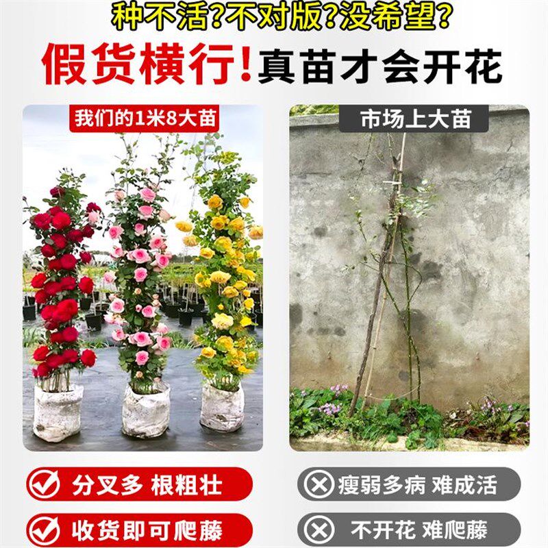 1米8母系大苗蔷薇花苗特大花藤本月季爬藤植物四季开花卉盆栽玫瑰