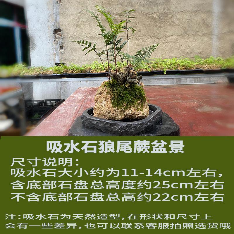 吸水石狼尾蕨老桩盆景蕨类植物桌面绿植盆栽水培办公室茶几摆件