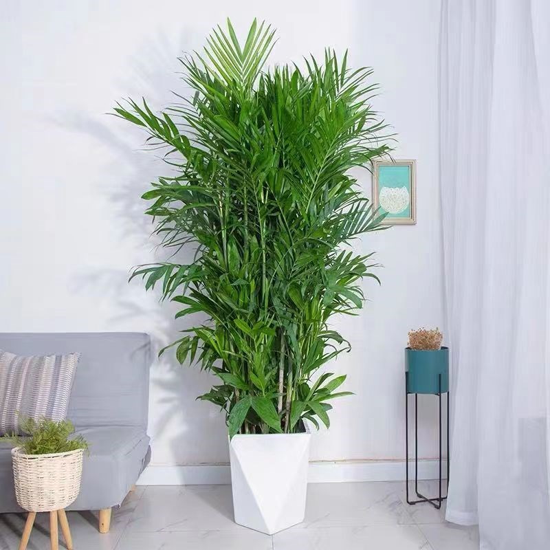 夏威夷竹椰子树盆景室内盆栽客厅办公室吸甲醛绿植散尾葵大型植物