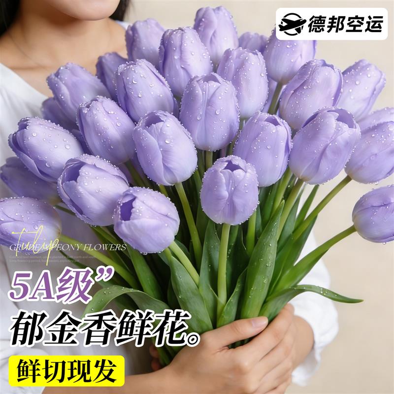 郁金香鲜花鲜切真花带花苞花卉云南基地水养水培花束家用花瓶插花