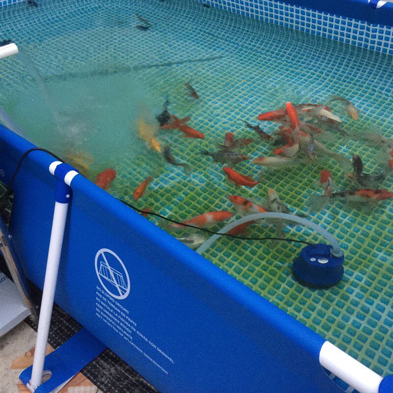 折叠鱼池锦鲤暂养池水族箱水池移动养鱼箱鱼苗繁殖海鲜池帆布鱼池