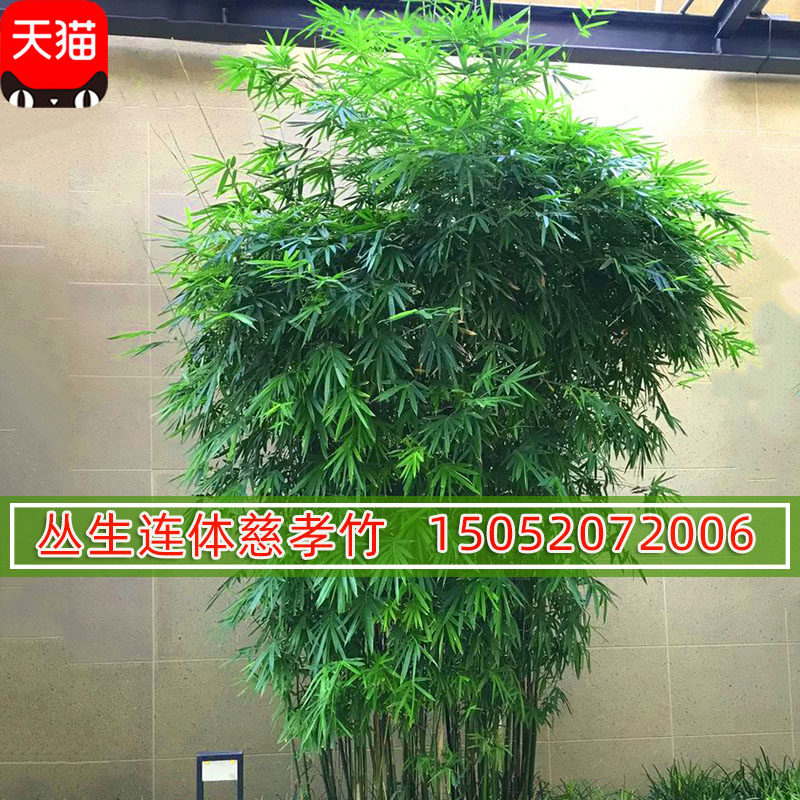 竹子苗慈孝竹庭院竹丛生竹苗观赏竹四季常青大型窝竹阳台绿植盆栽