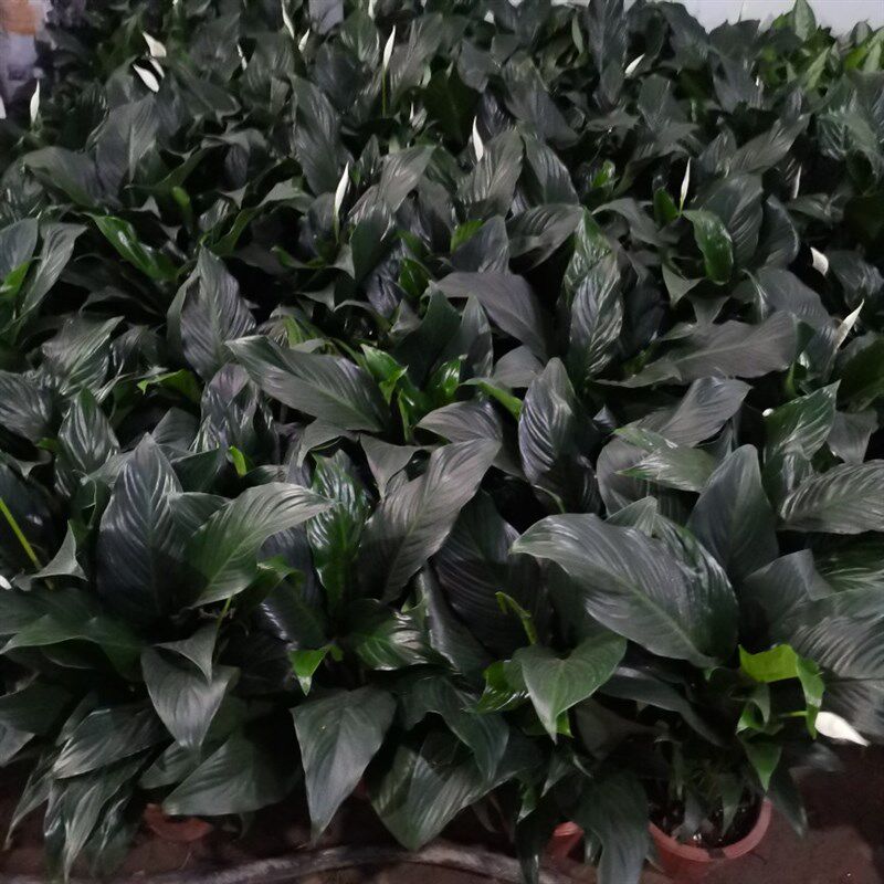 宽叶大白掌一帆风顺盆栽净化空气植物客厅办公室内绿植四季开花卉