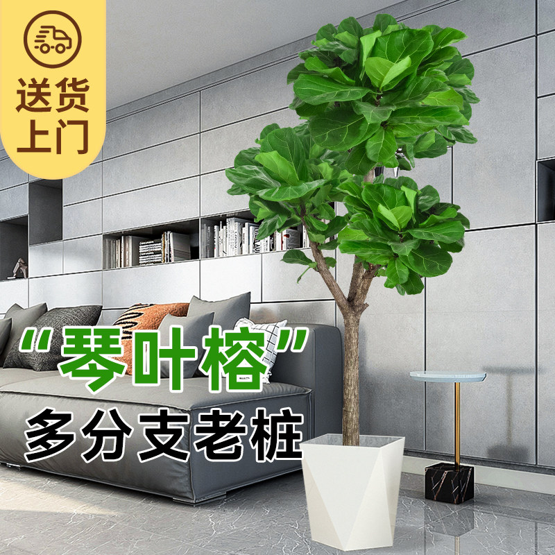琴叶榕大叶盆栽绿植室内客厅落地大型老桩植物乔迁新居入户好养活