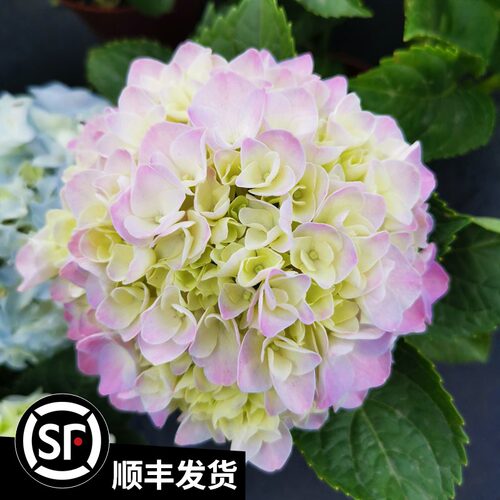 绣球花苗鲜花盆栽带花苞客厅阳台绿植耐寒植物绣球树无尽夏八仙花