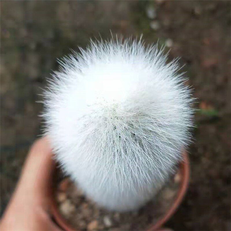 精品仙人掌【 吹雪柱 】白毛毛萌系仙人柱 防辐射仙人球 包邮盆栽