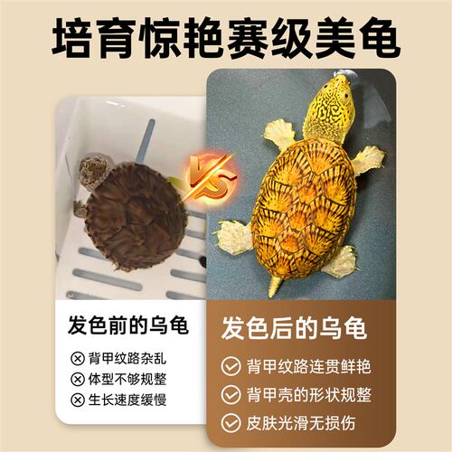 窄桥饲养盒家用育龟苗隔离盒蛋龟鳄龟发色盒底滤可视周转箱乌龟缸