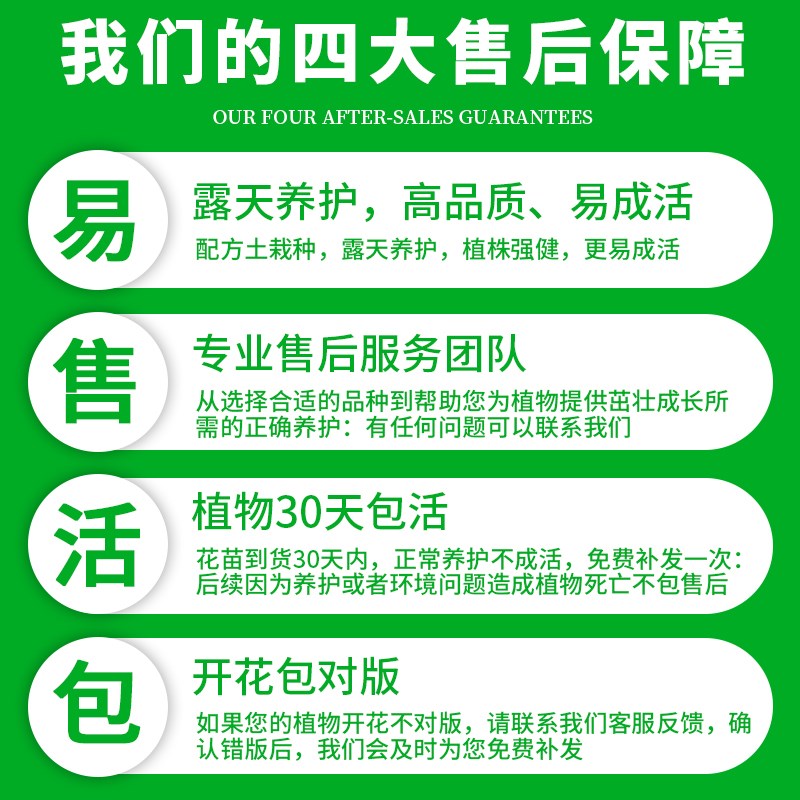 中华木绣球树大花斗球树苗花苗老桩盆栽室外四季开花带花苞圆锥图片
