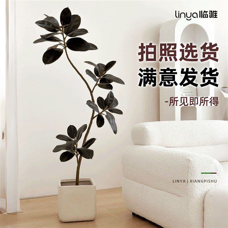 橡皮树黑金刚大盆栽造型客厅室内大型绿植好养活落地四季阳台植物