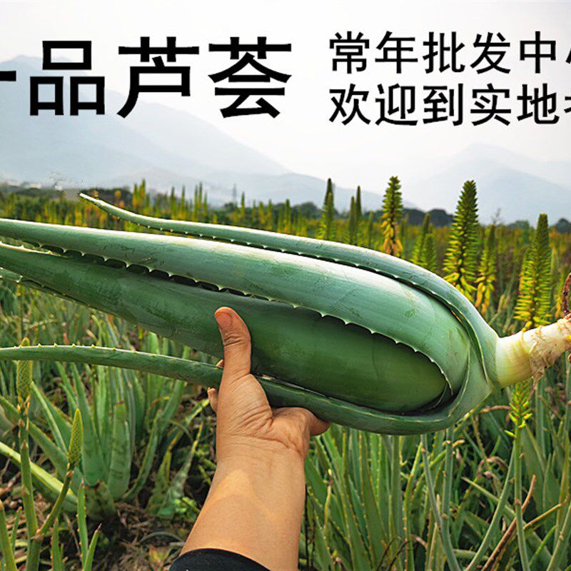 云南库拉索芦荟盆栽小苗绿植吸甲醛室内花卉植物可美容可食用包邮