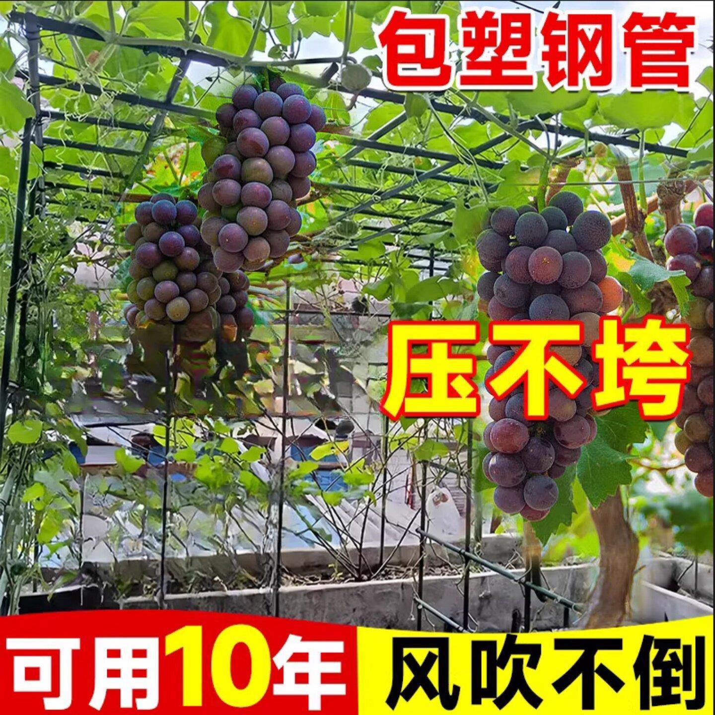 葡萄架子庭院户外百香果黄瓜四季豆爬藤架农撑村小院室外丝瓜支杆