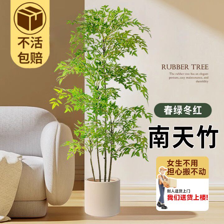 火焰南天竹盆栽客厅矮桩绿植大型室内真树苗办公室好养植物真花卉