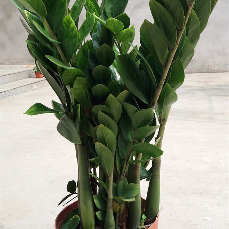 金钱树摇钱树室内客厅大绿植盆栽盆景花卉吸甲醛观叶招财植物包邮