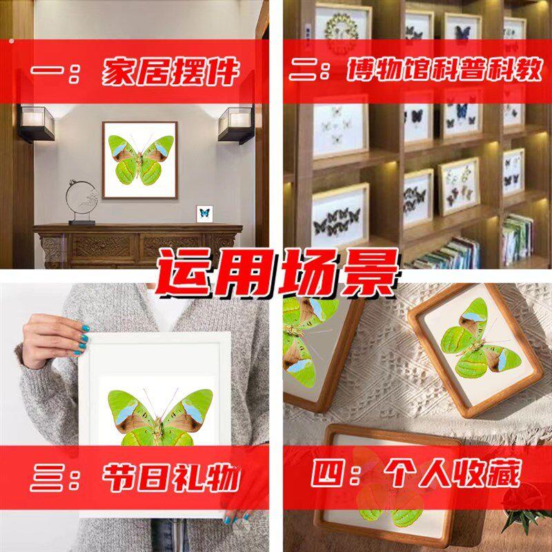 蓝带鸭蛱蝶真蝴蝶标本未展翅原蝶成品装框礼物展示相框摆件