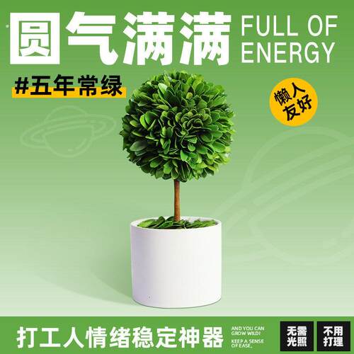 打工人稳定上班情绪神器工位解压植物小摆件办公室桌面绿植装饰品