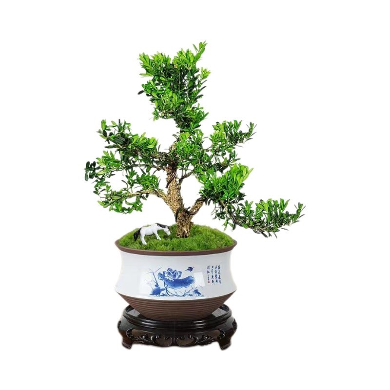 黄杨老桩盆景树苗雀舌皱皮造型小叶盆栽绿植室内客厅好养树桩植物