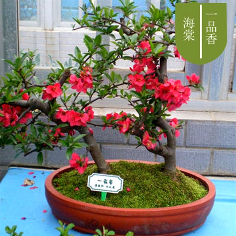 海棠花盆栽树苗盆景重瓣老桩庭院绿植物室内四季花卉开花好养易活