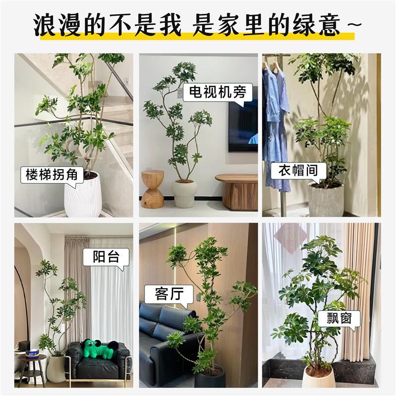 鸭脚木造型树客厅大型盆栽鸭掌木鹅掌柴室内落地式四季常青绿植物