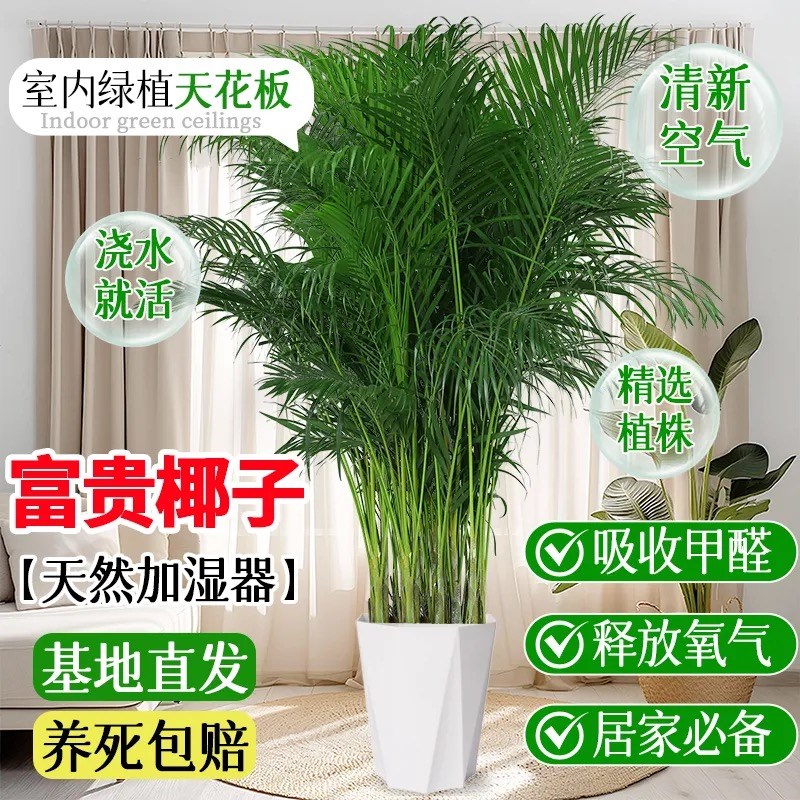 富贵椰子盆栽室内大型绿植物客厅大号落地盆景四季常青散尾葵好养