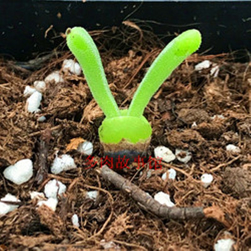 多肉植物 碧光环小兔子 稀少品种超萌超可爱带盆栽好防辐射