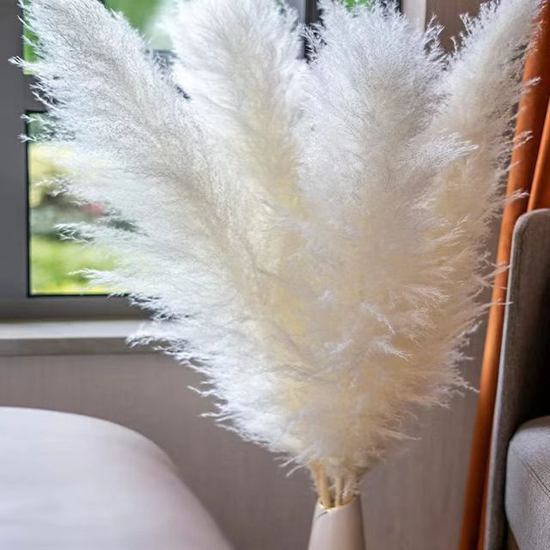 网红潘帕斯天然芦苇干花真花蒲苇摆件ins风婚庆落地大穗仿真花束