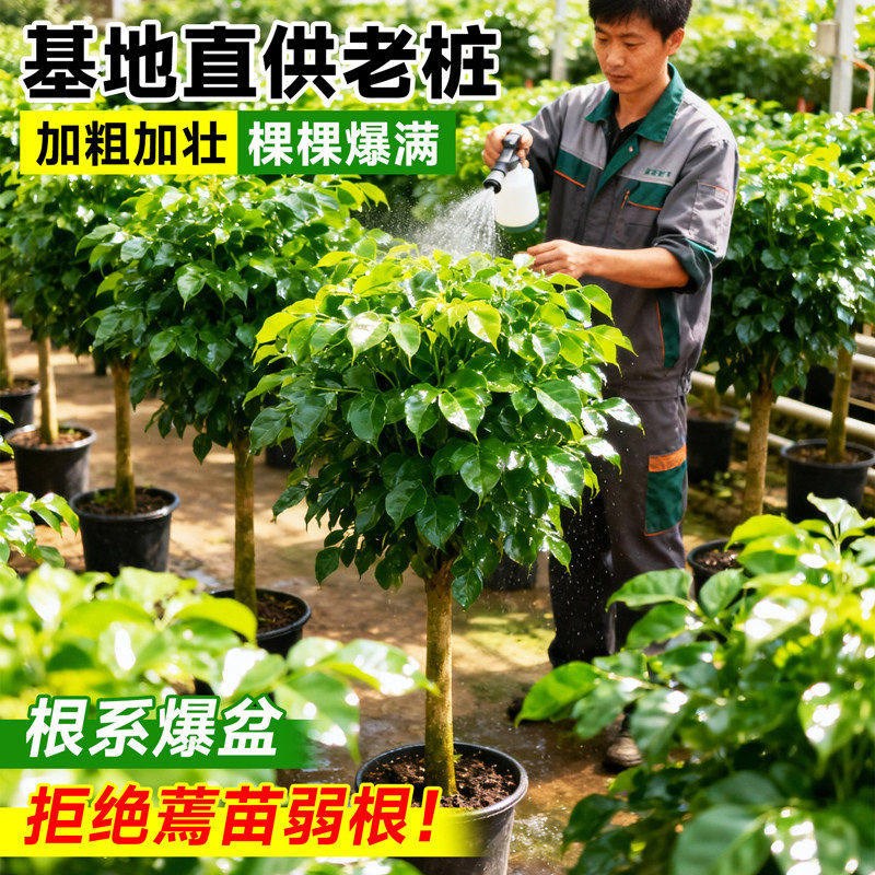 送货上门 幸福树客厅大盆栽老桩棒棒糖室内乔迁摆件盆景落地绿植
