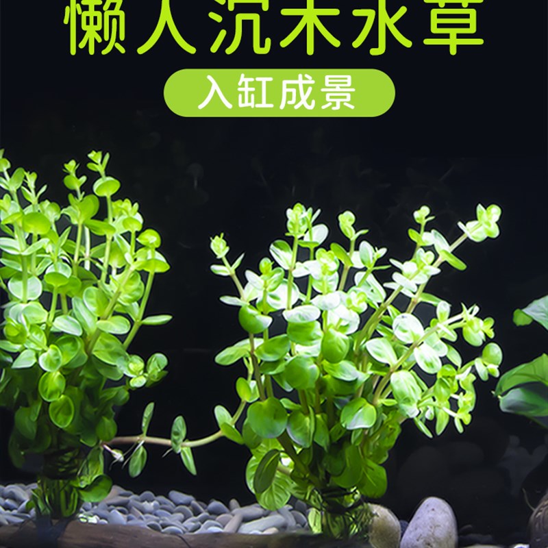 鱼缸造景真水草全套装饰莫斯沉木小水生淡水生态养鱼花草懒人