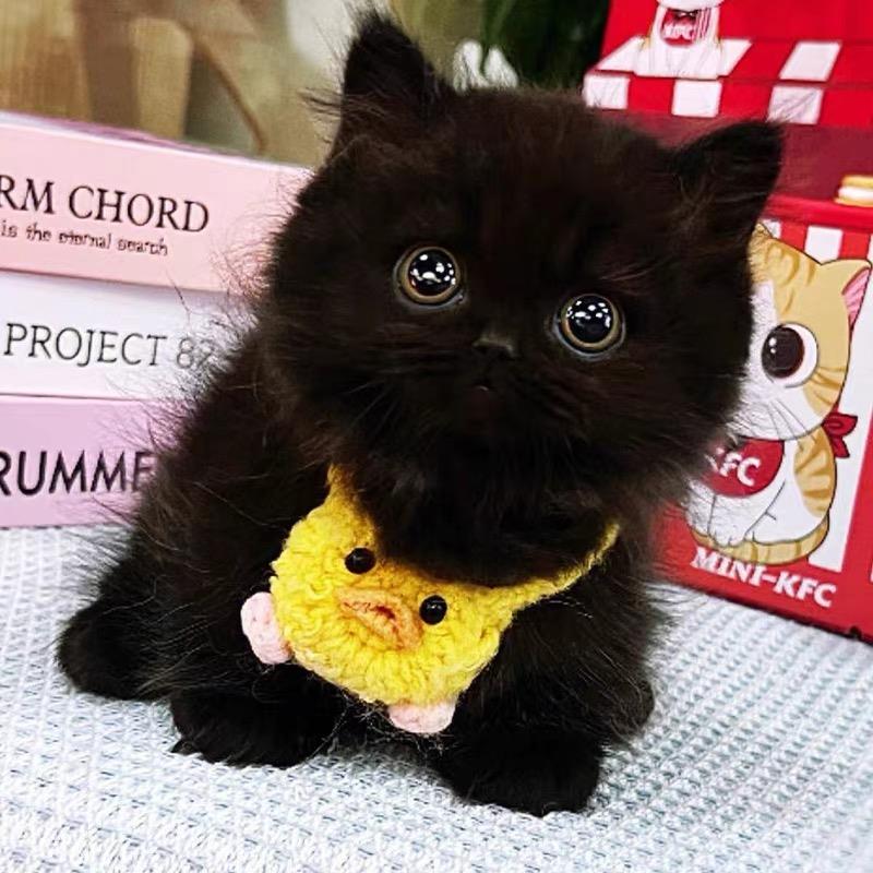 中华田园猫橘猫狮子猫狸花猫幼崽三花猫奶牛猫黑猫白猫蓝猫幼崽