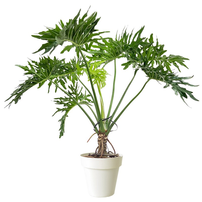 龙鳞春羽老桩室内大型植物春羽盆栽客厅绿植落地景观造景庭院户外