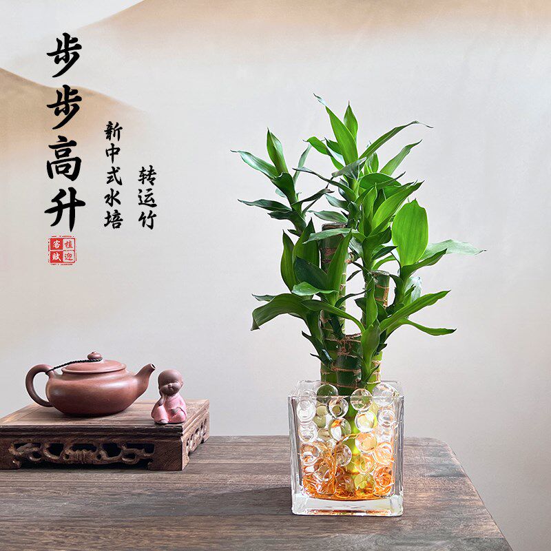 水培植物富贵竹盆栽室内客厅办公室书房桌面招财节节高绿植开运竹