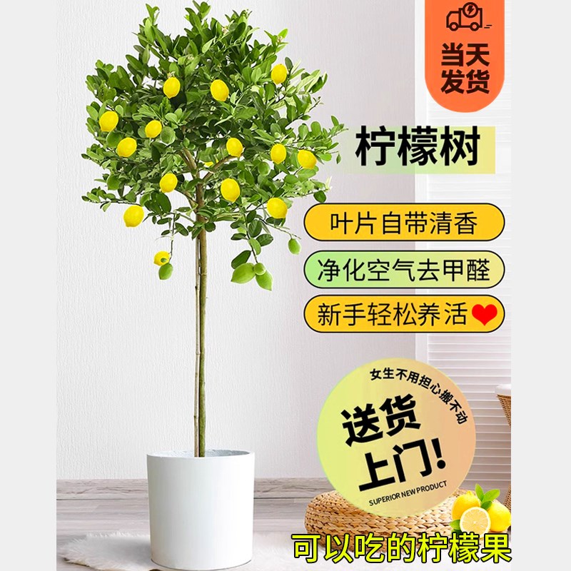 香水柠檬树苗盆栽可食用带果大型室内盆栽庭院地栽绿植四季开花卉