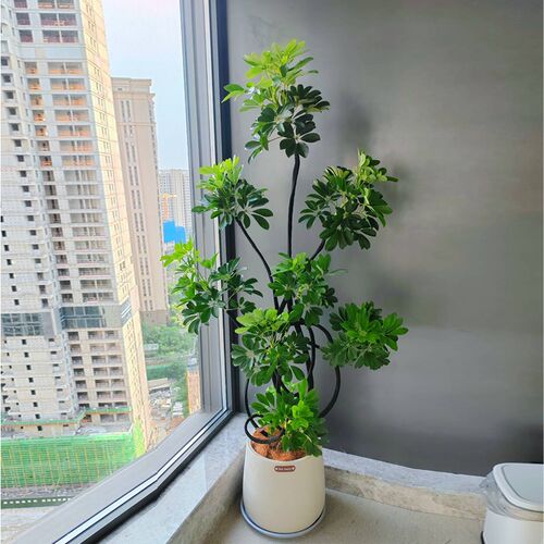 造型鸭脚木盆栽室内绿植八方来财盆景轻奢盆栽客厅办公室大型植物
