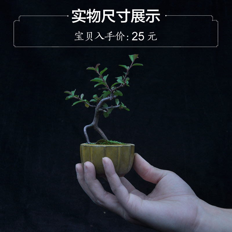 红果火棘盆景盆栽 小叶火棘微型迷你型小盆景 桌面小盆景实物实拍