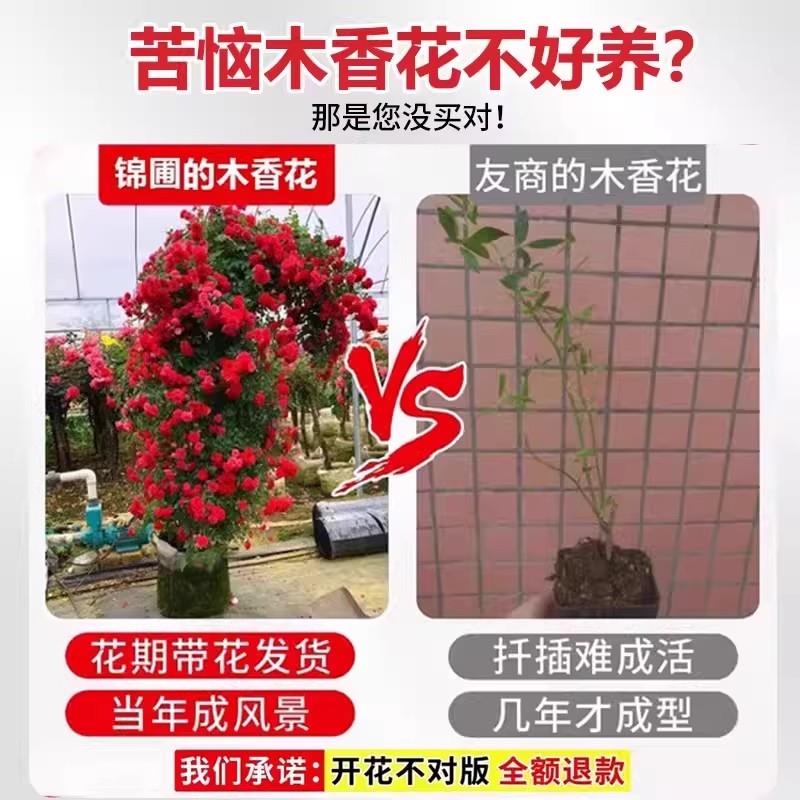 爬藤红木香花四季植物开花老桩无刺藤本大苗庭院常青绿植阳台花卉