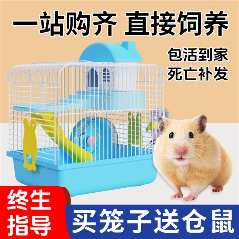 小仓鼠活物送笼子小朋友礼物宠物适合小孩子养的金丝熊三线紫仓鼠