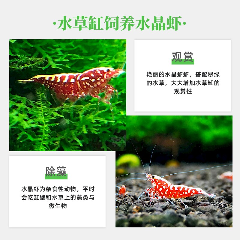 红银河鱼骨水晶虾鲜活到家淡水鱼缸观赏虾粮草缸工具清洁除藻包邮