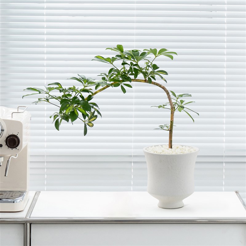 花叶鸭脚木绿植高级感客厅植物八方来财盆景鸭掌木室内桌面小盆栽