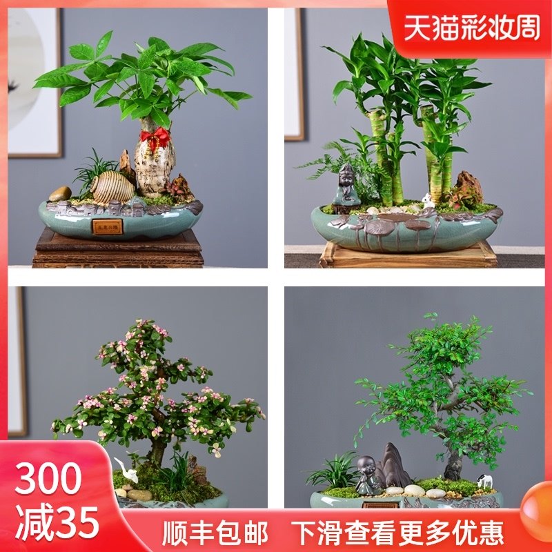 招财树盆景常青发财树盆栽罗汉松植物室内富贵竹绿植四季好养花卉