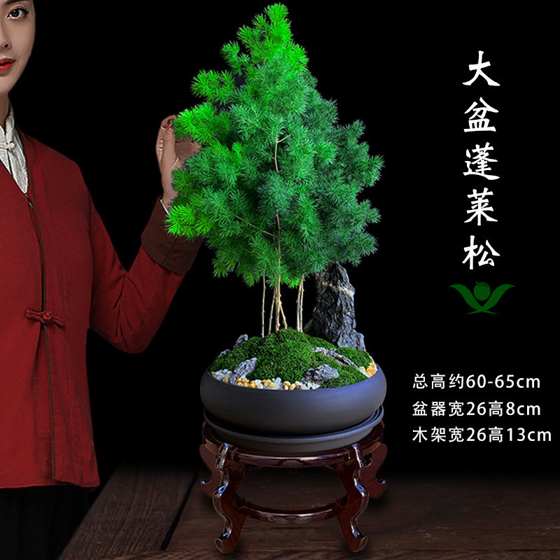 蓬莱松盆栽植物室内大客厅招财四季绿植花卉办公室好养易活真盆景